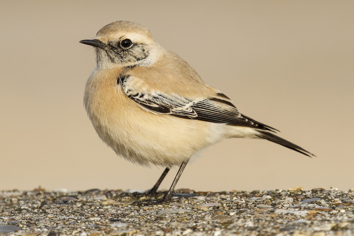 Desert Wheatear - ML162000241