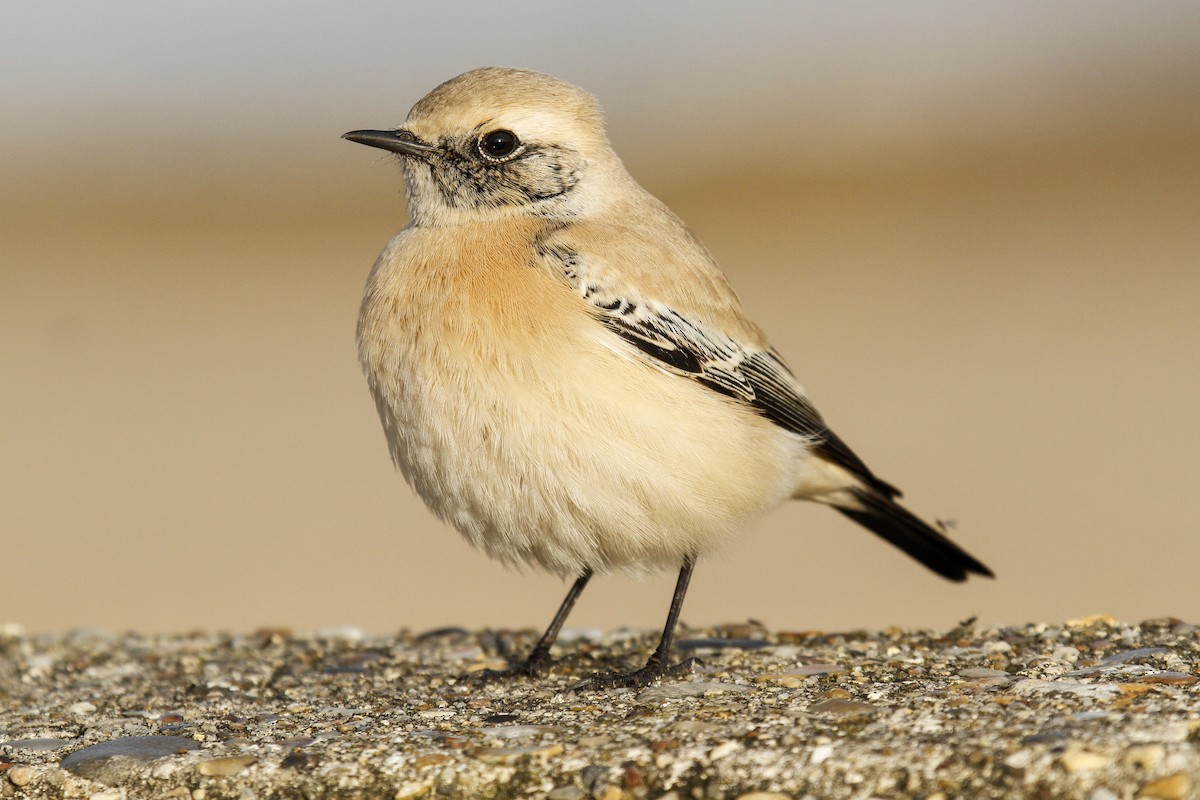 Desert Wheatear - ML162000261