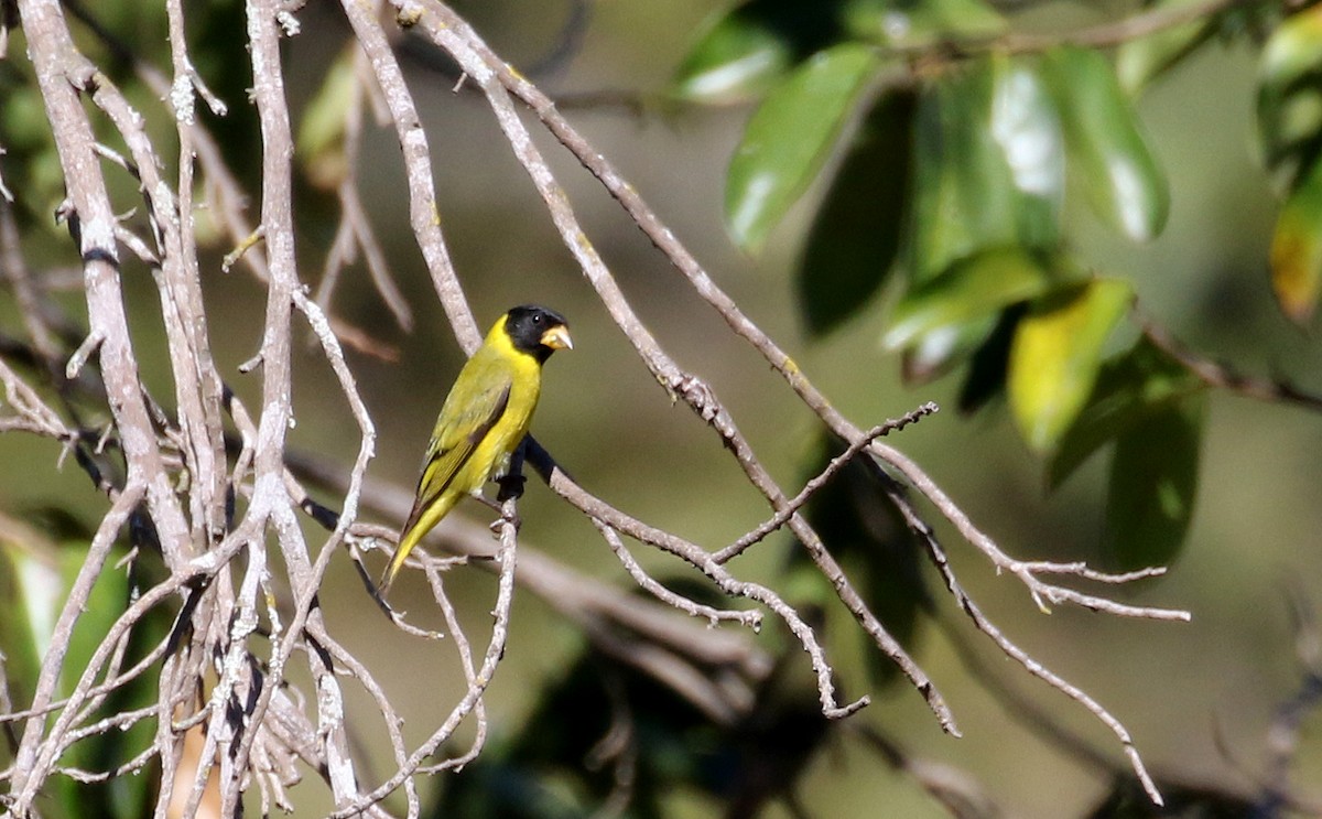 Antillean Siskin - ML162001831