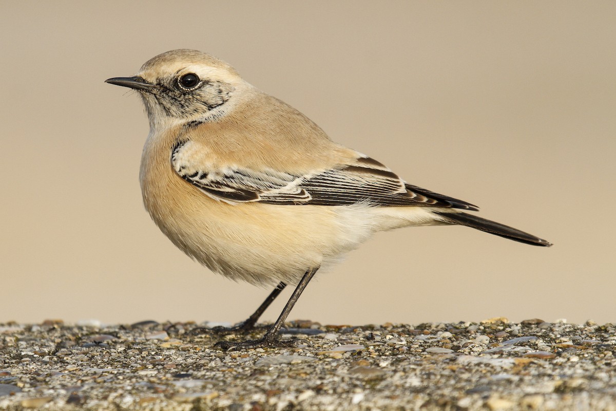 Desert Wheatear - ML162001871