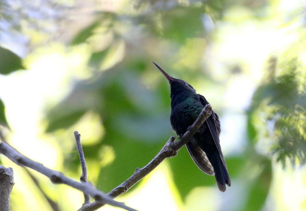 Hispaniolan Emerald - ML162002911