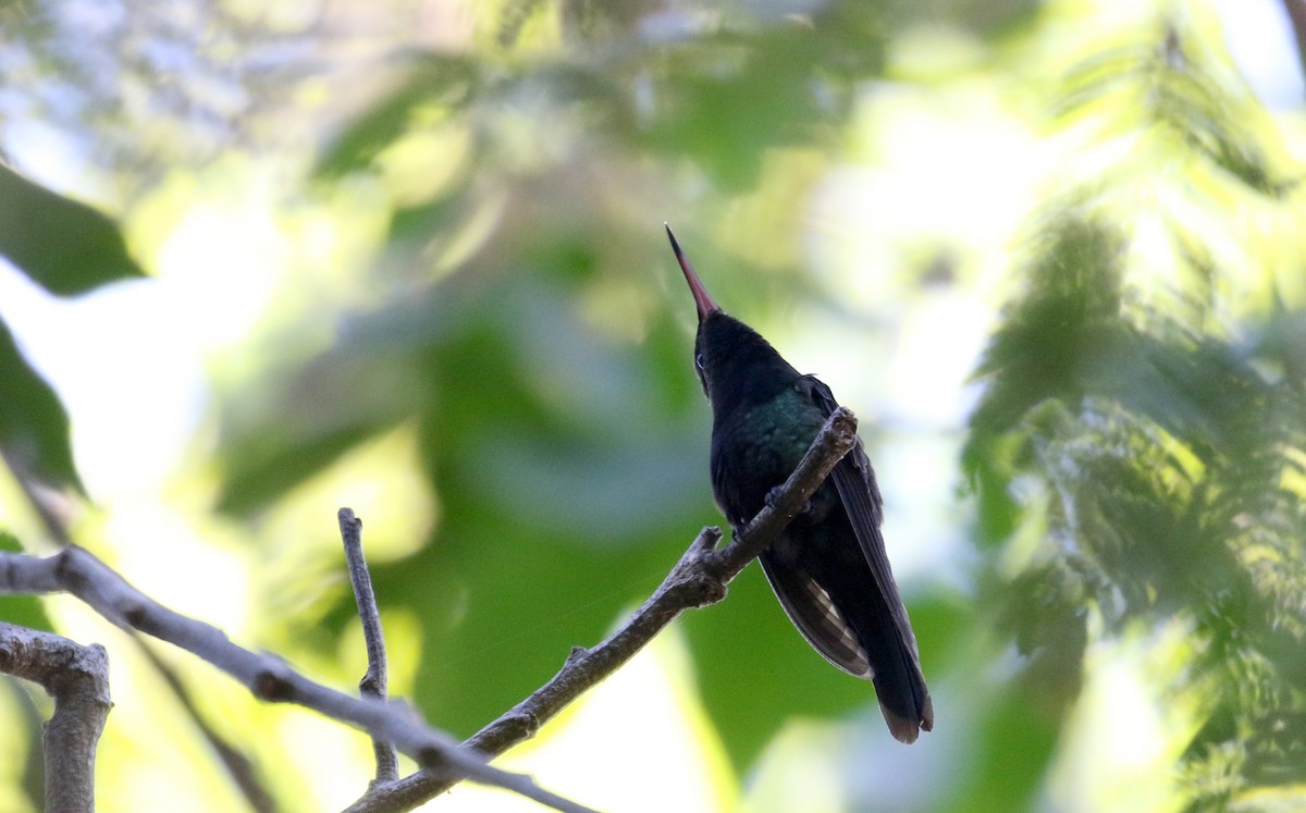 Hispaniolan Emerald - Jay McGowan