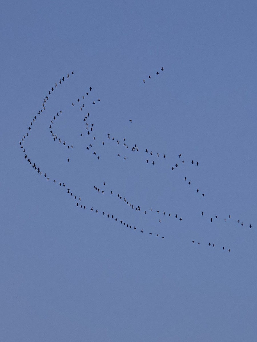 ברנטה כהה - ML162003331