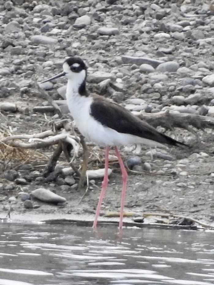 Black-necked Stilt - ML162005681