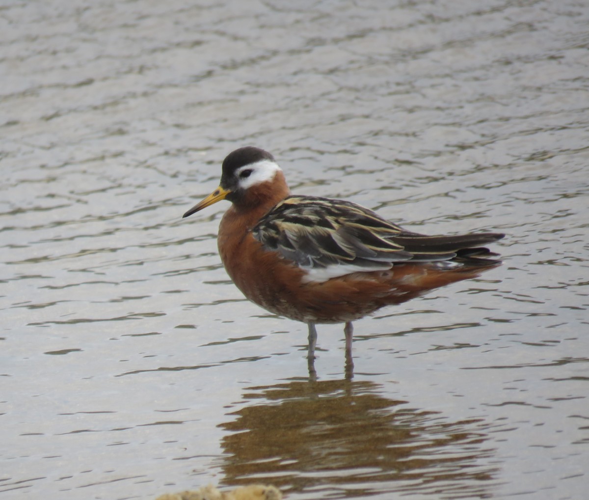 Red Phalarope - ML162006161