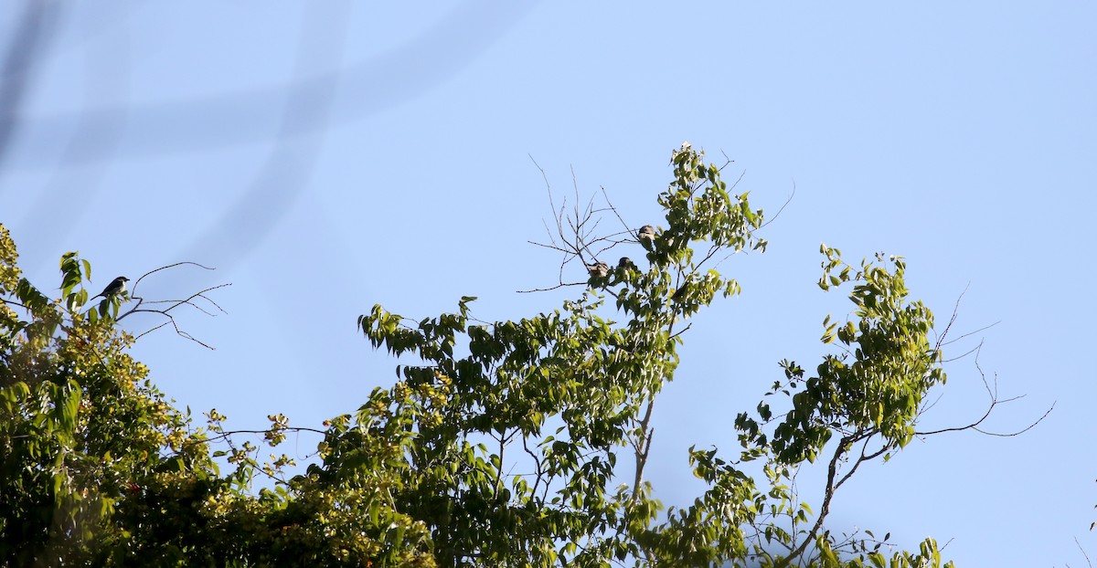 Dominik Palmiyekuşu - ML162006941