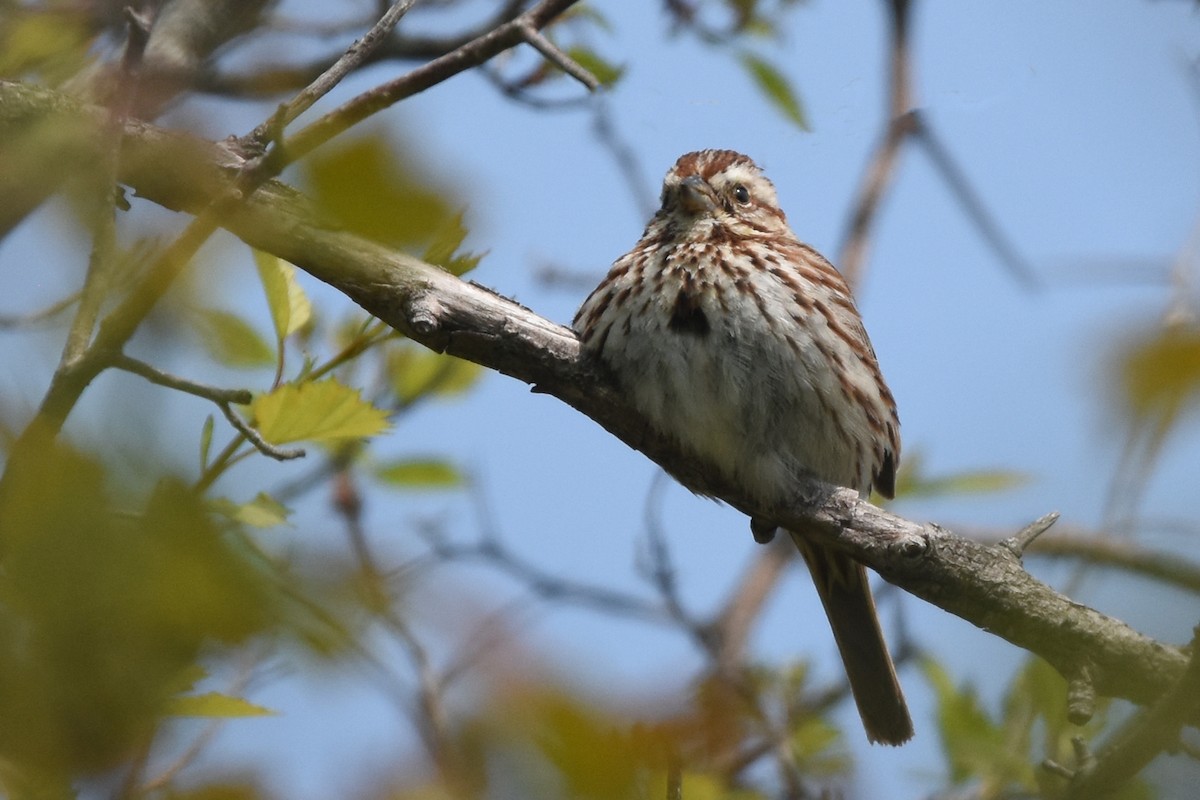 Song Sparrow - ML162007171