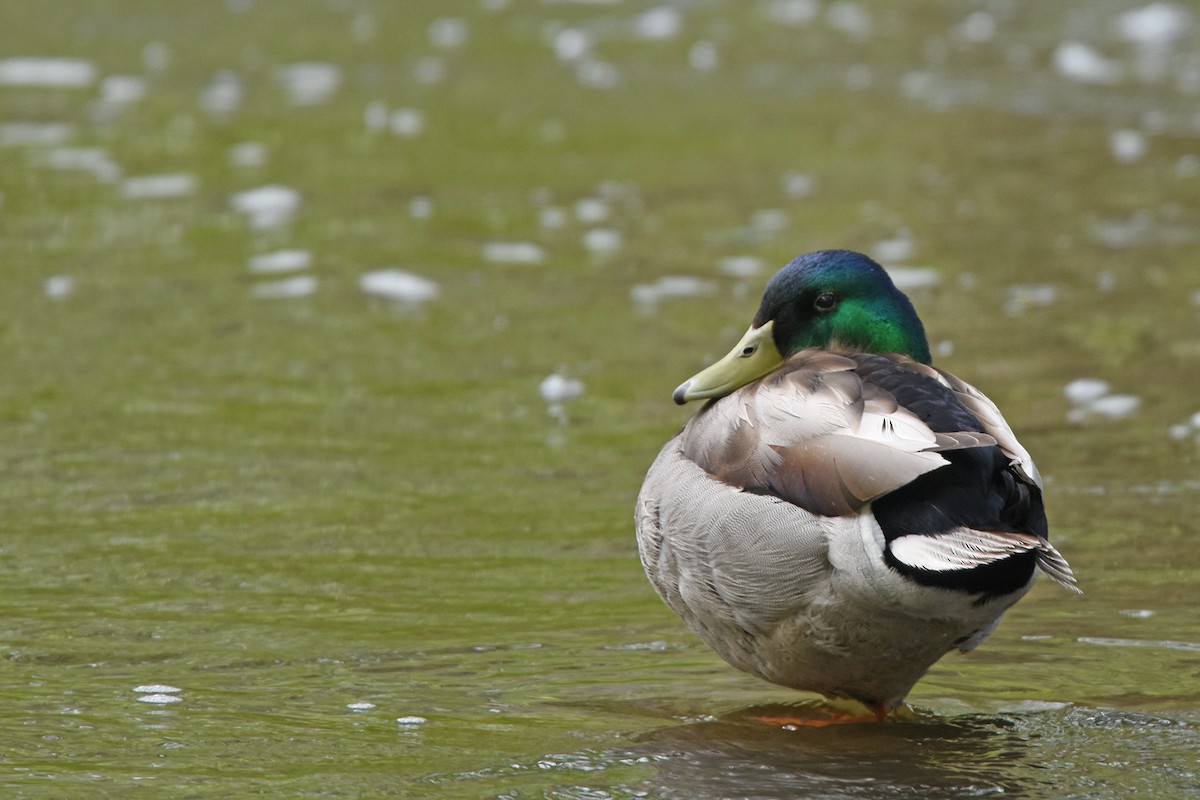 Canard colvert - ML162007271