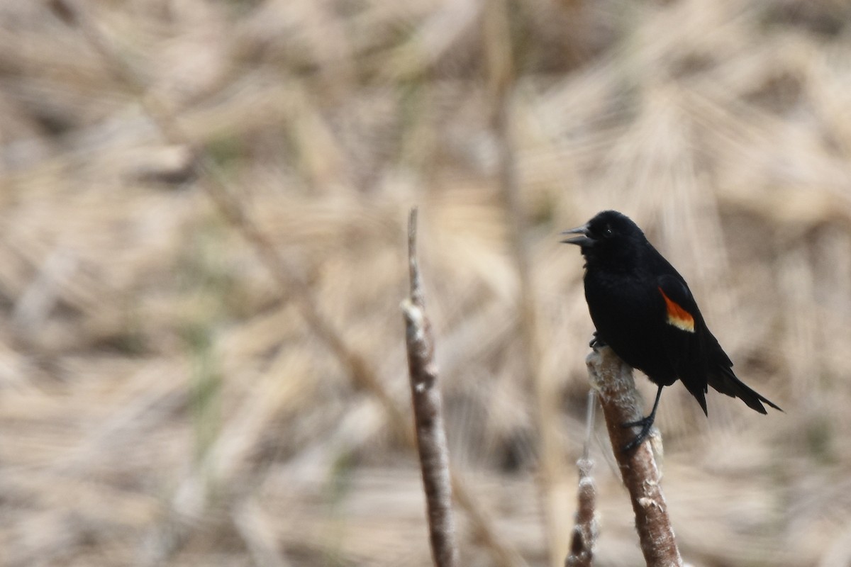 Red-winged Blackbird - Marie O'Neill