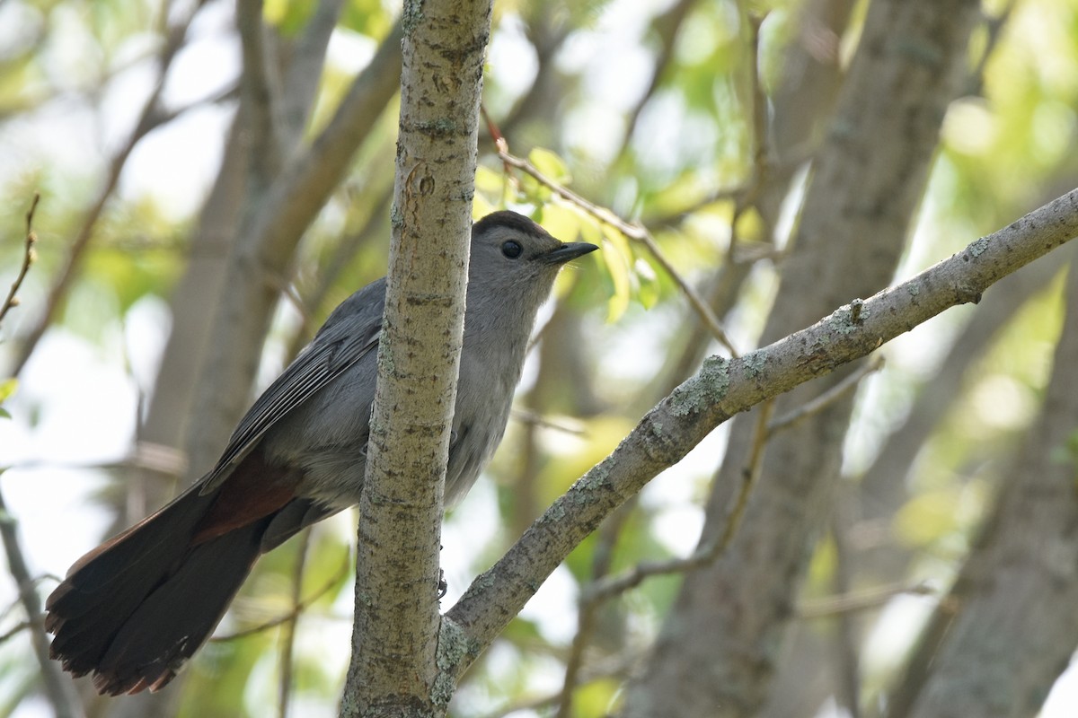 Gray Catbird - ML162007721