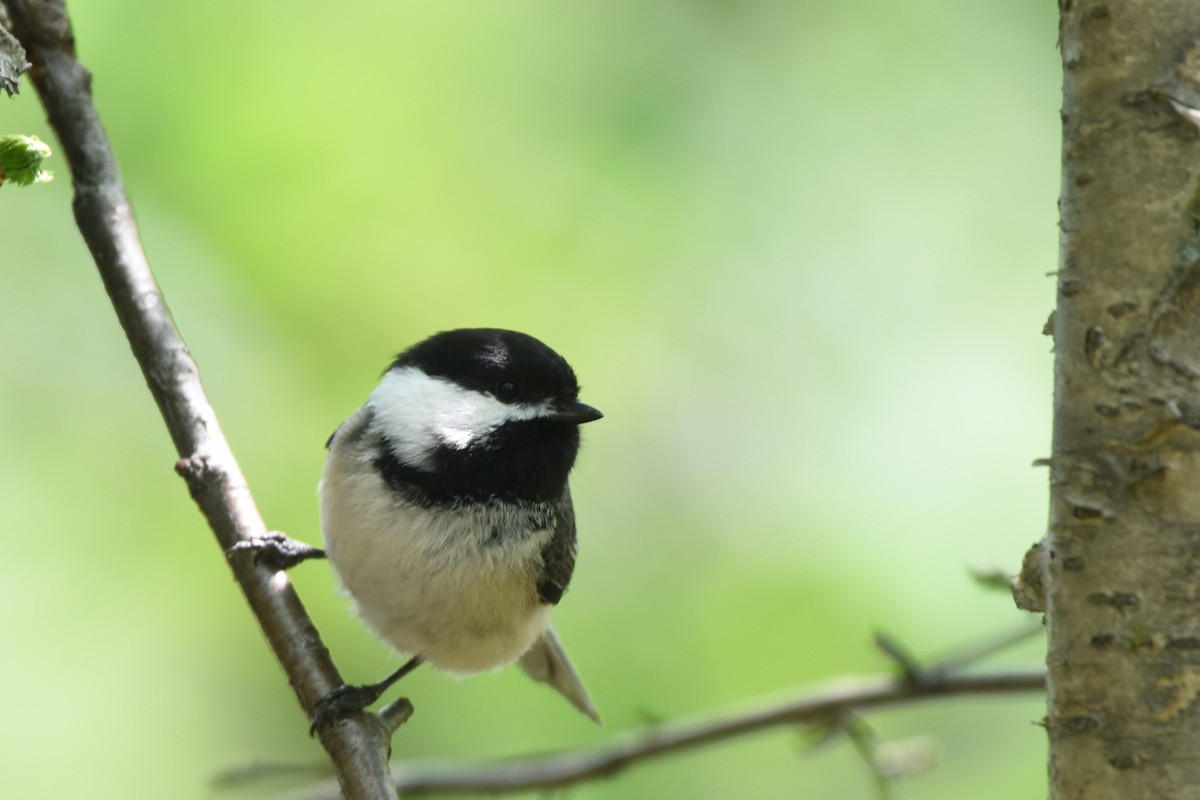 Black-capped Chickadee - Marie O'Neill