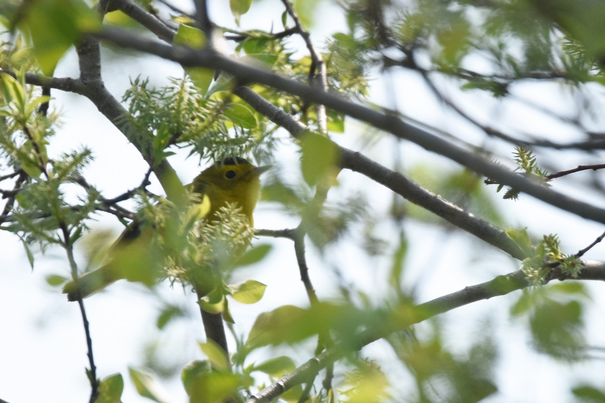 Wilson's Warbler - ML162008221