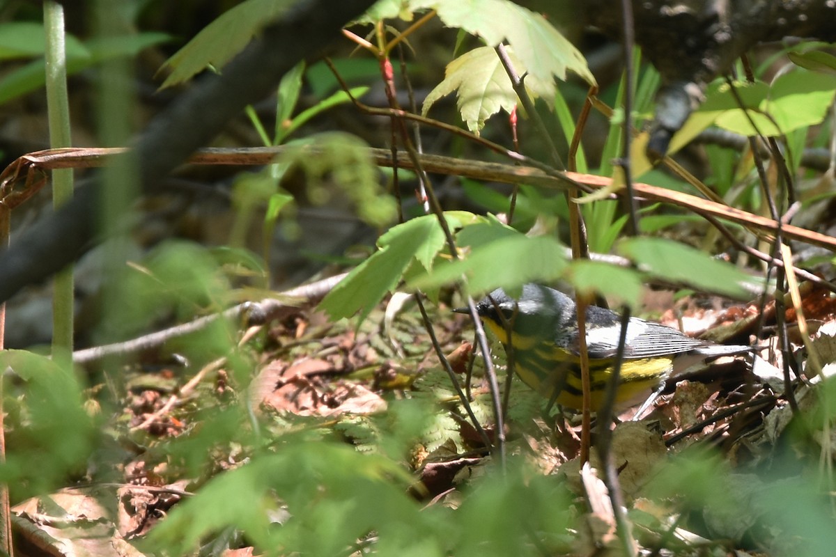 Magnolia Warbler - ML162008311