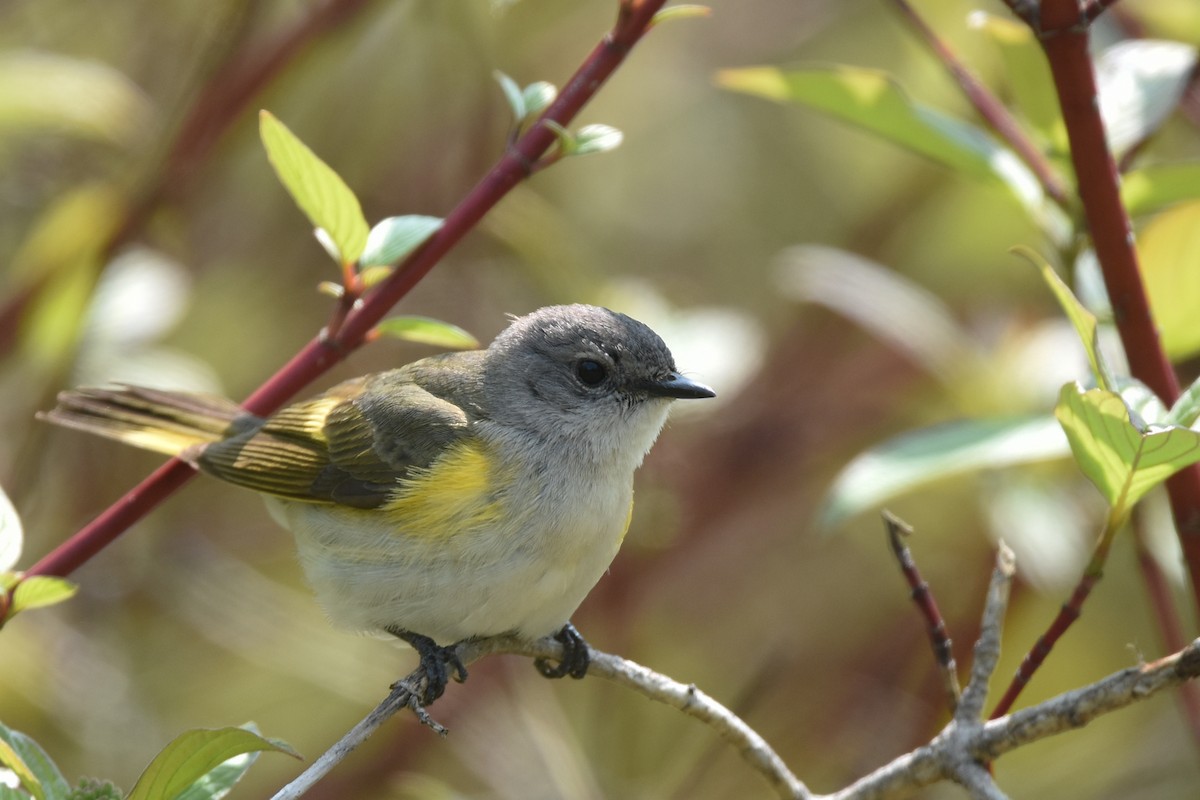 American Redstart - ML162008501