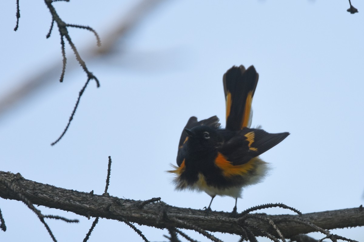 Paruline flamboyante - ML162008741