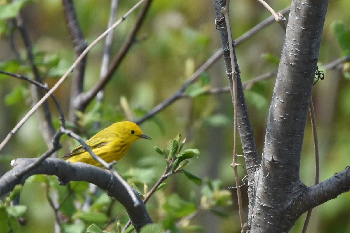 Yellow Warbler - ML162008831