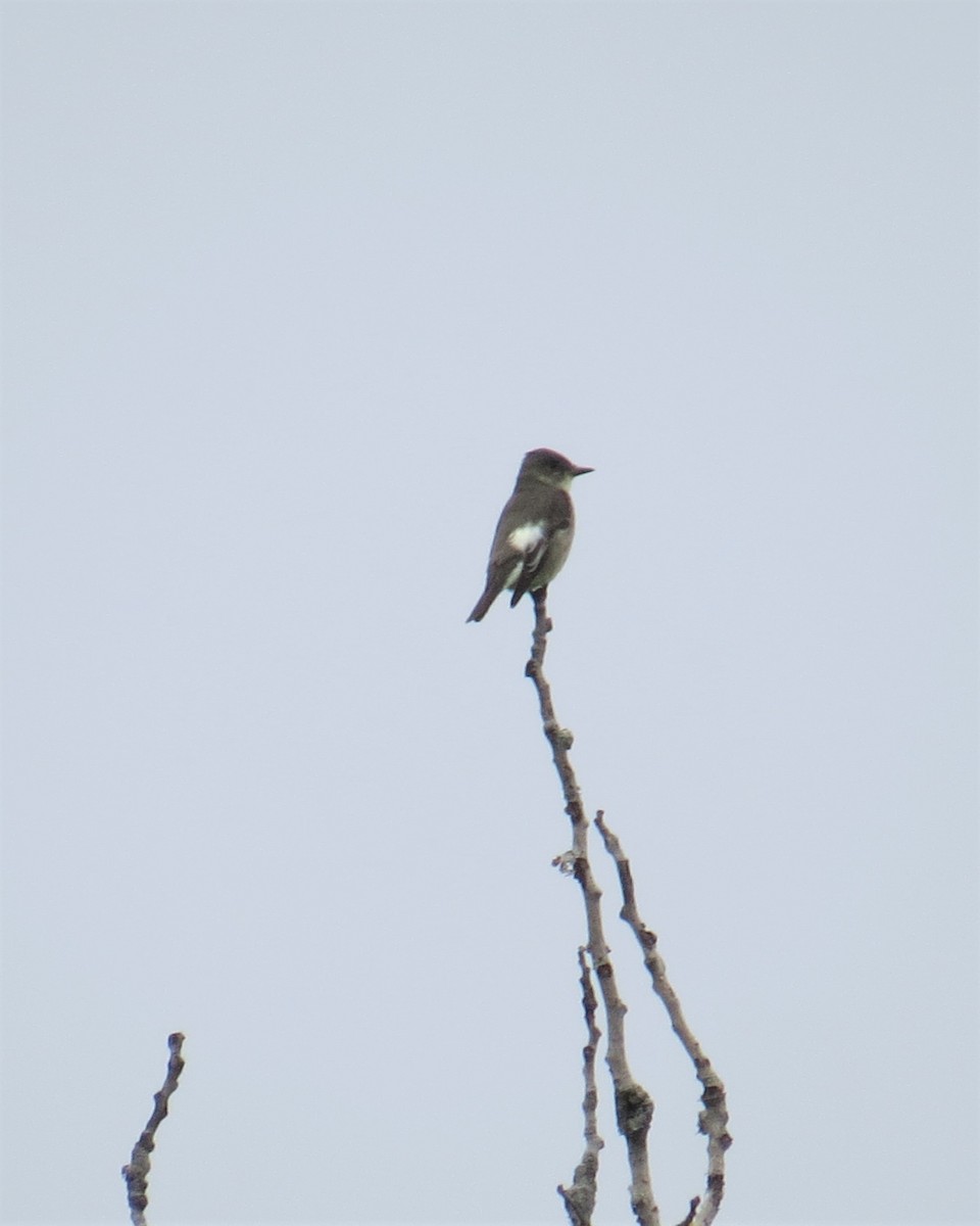 Olive-sided Flycatcher - ML162009011