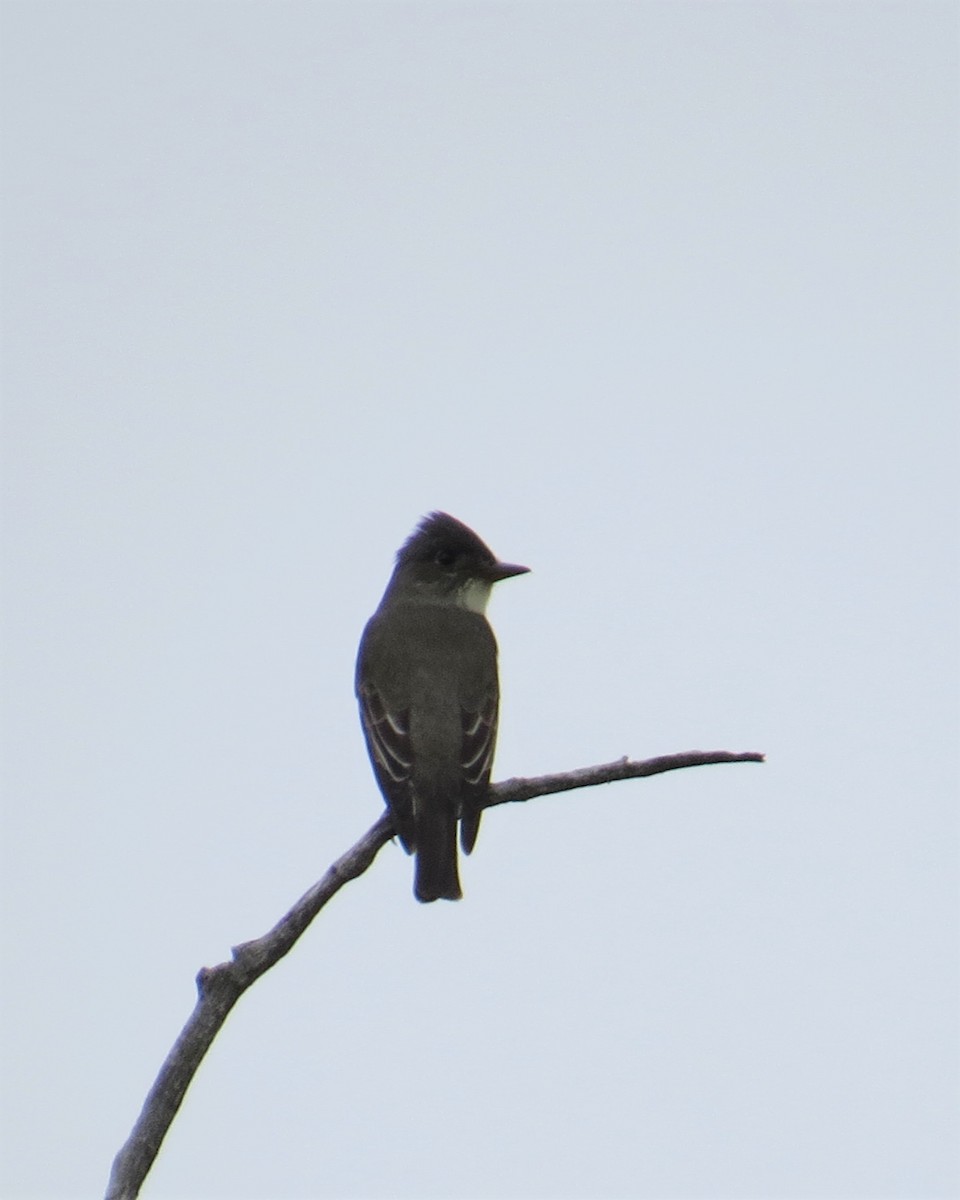 Olive-sided Flycatcher - ML162009021