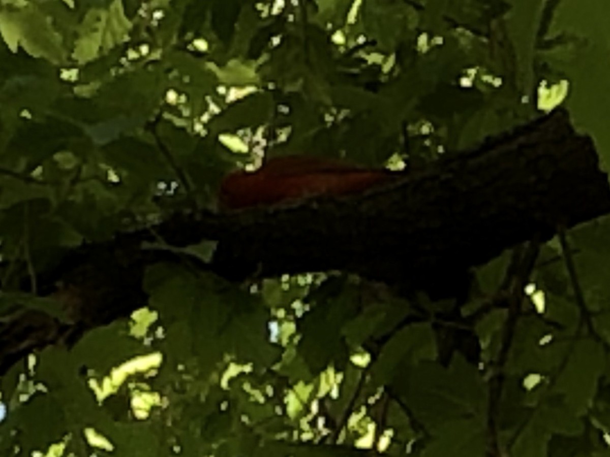 Summer Tanager - ML162009801