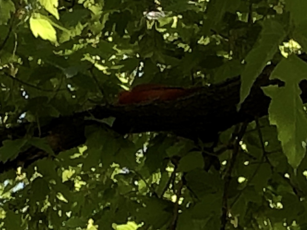 Summer Tanager - ML162009821