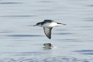 Manx Shearwater - ML162010401