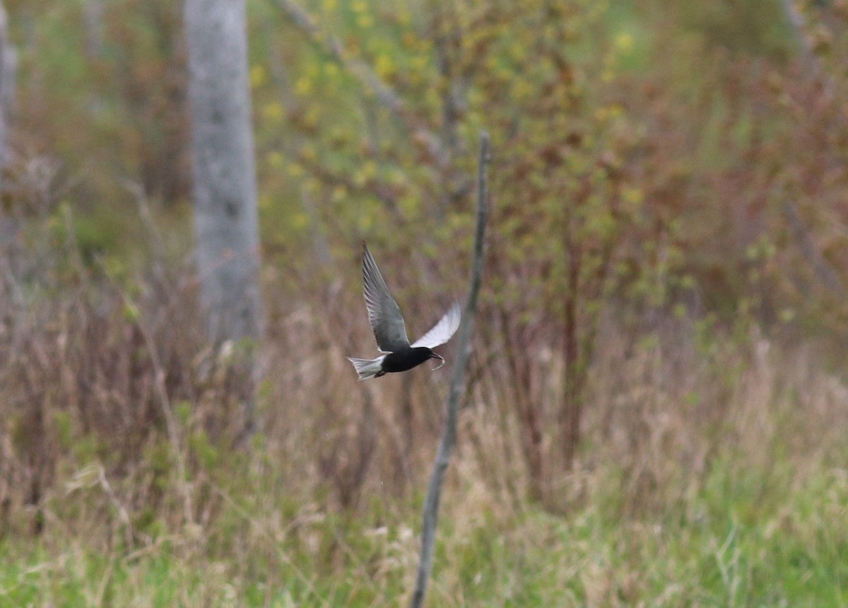 Black Tern - ML162011381