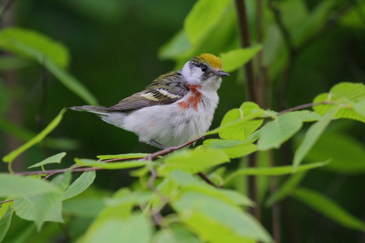 Chestnut-sided Warbler - ML162014581