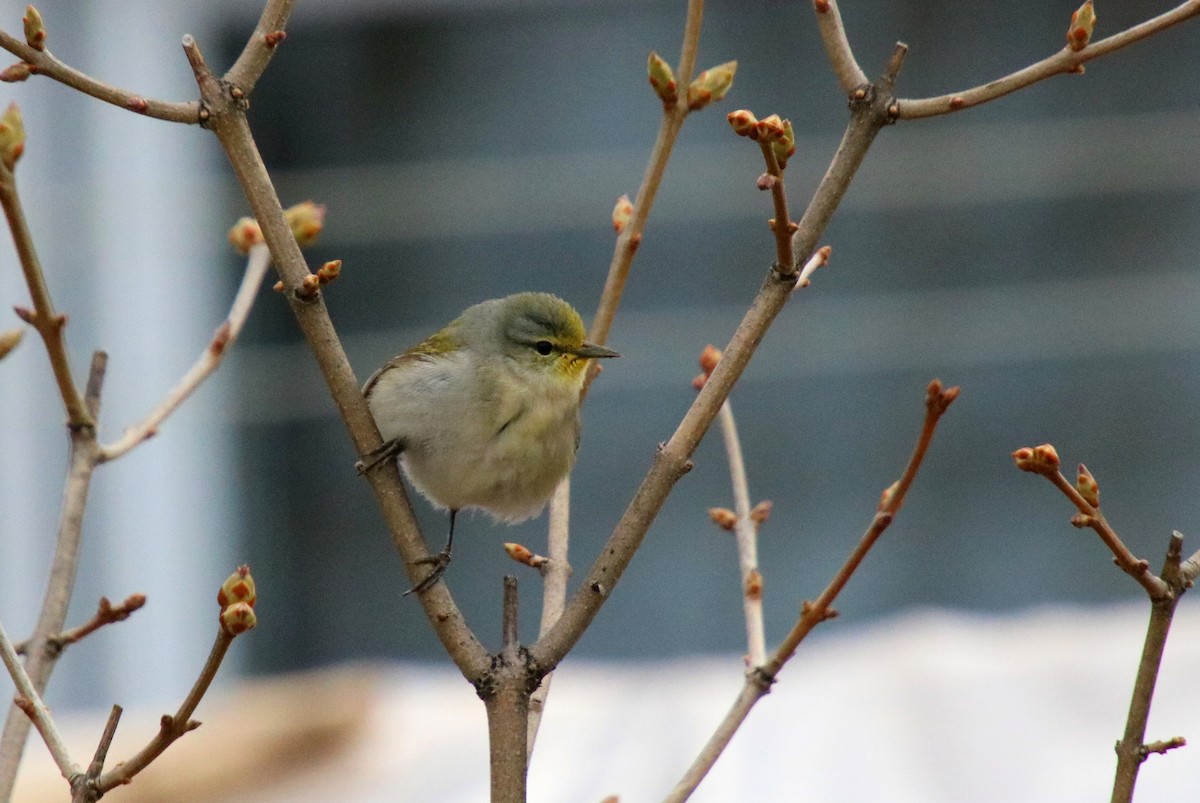 Tennessee Warbler - Alexandre Anctil