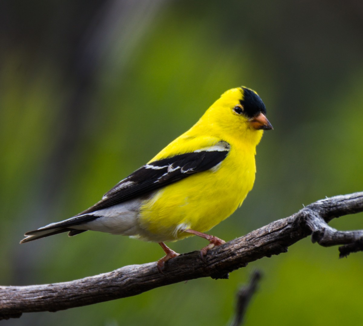 American Goldfinch - ML162017851