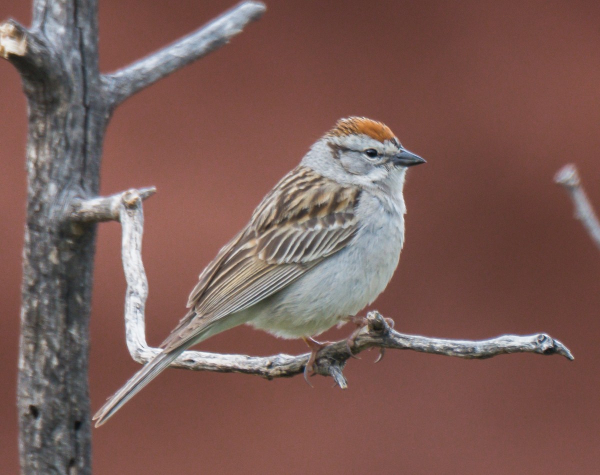 Chipping Sparrow - ML162018051