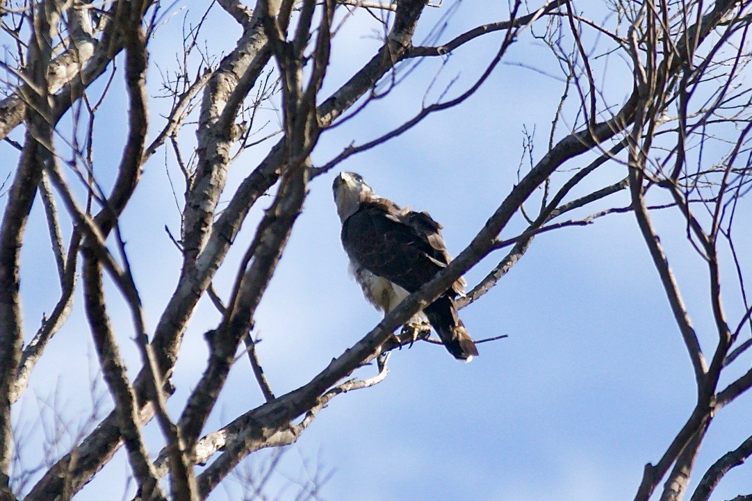 Fasciated Snake-Eagle - ML162019081