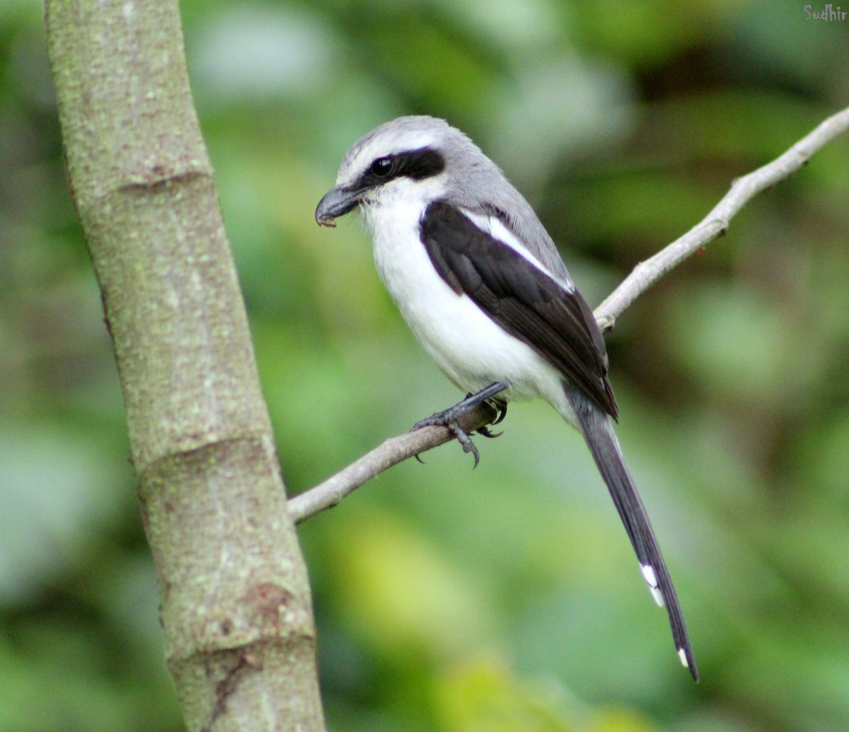 Mackinnon's Shrike - Sudhir Herle