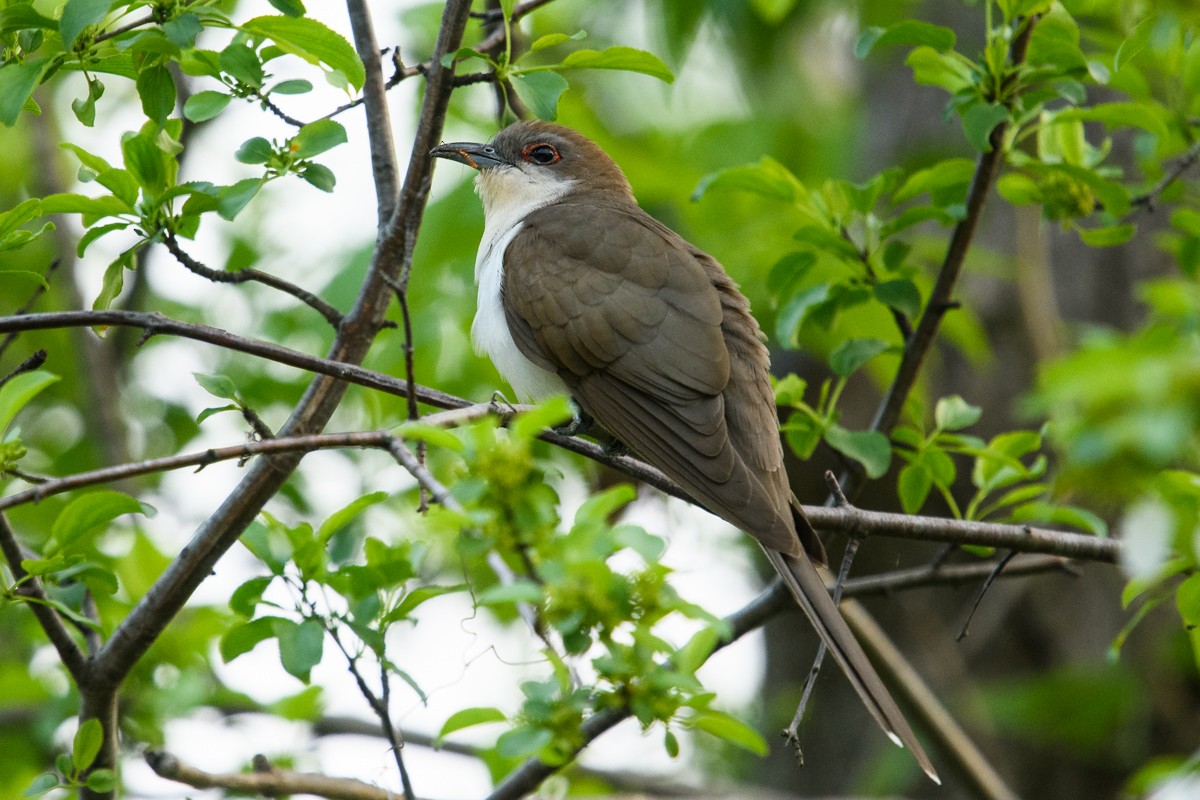 Black-billed Cuckoo - Ryan Griffiths
