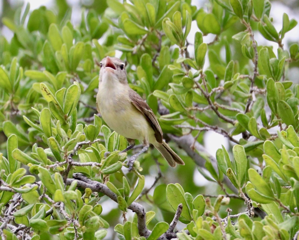 Braunaugenvireo - ML162020161