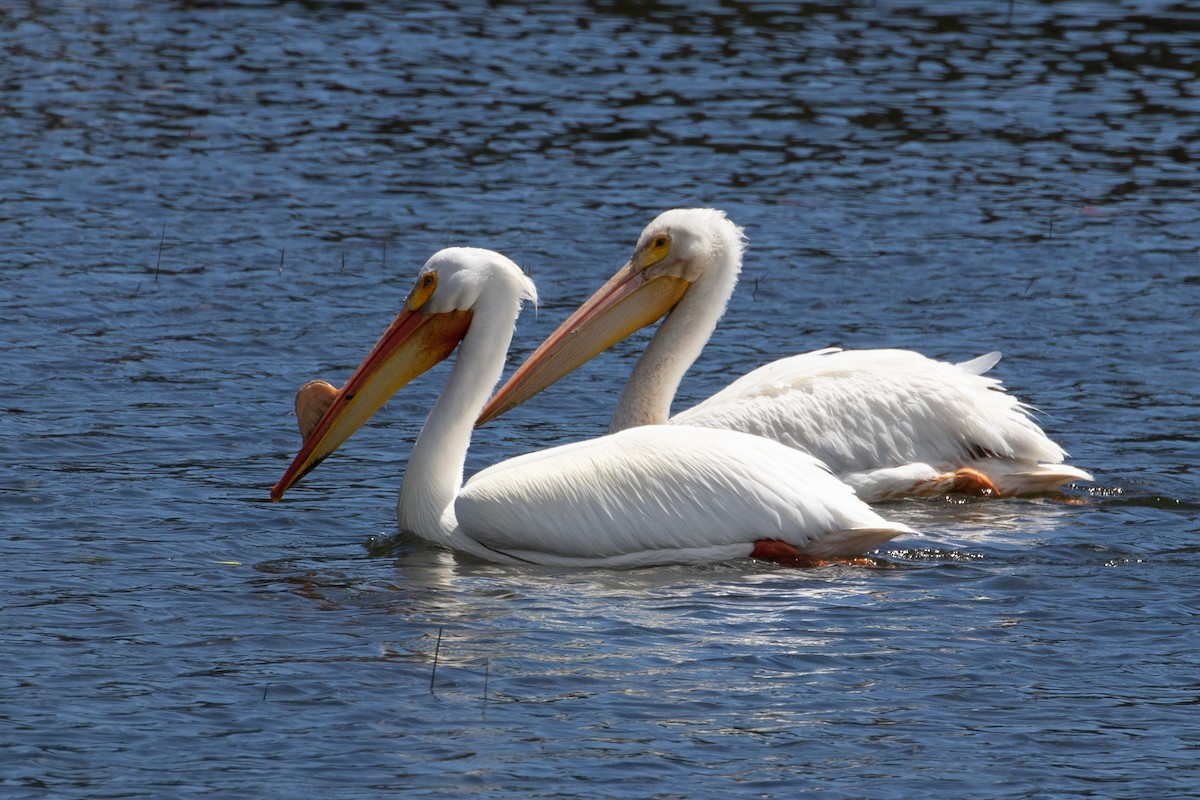 pelikán severoamerický - ML162020211