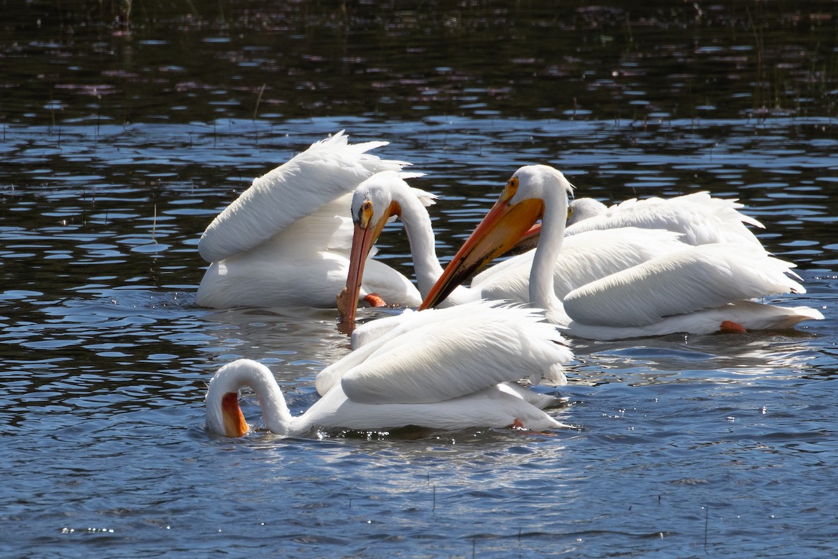 American White Pelican - ML162020221