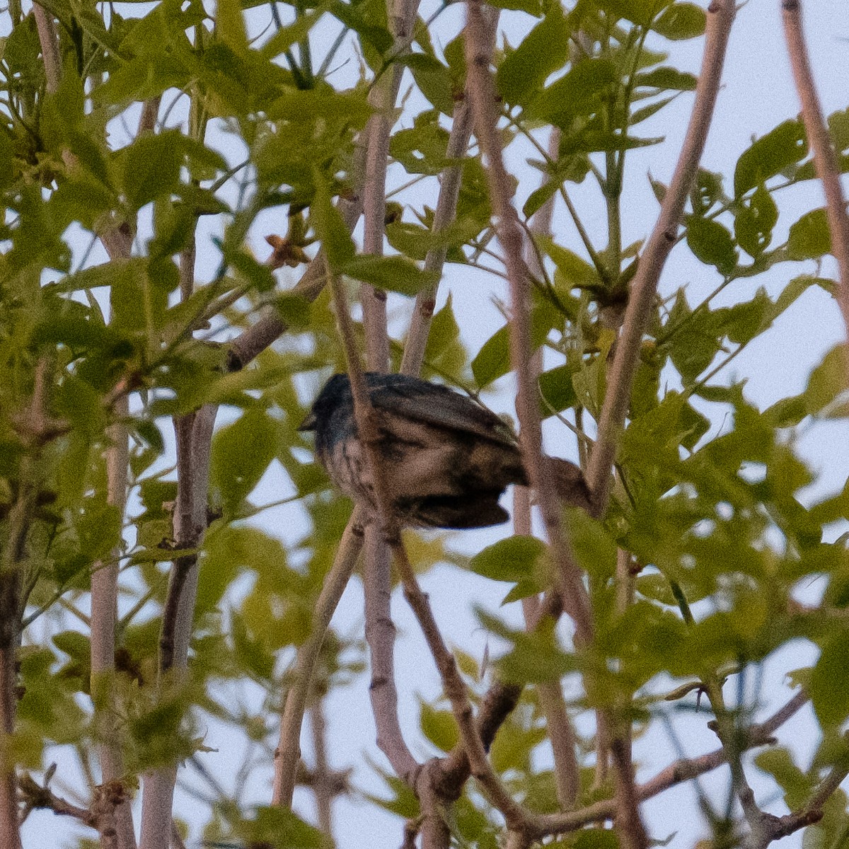 Lazuli x Indigo Bunting (hybrid) - ML162020871