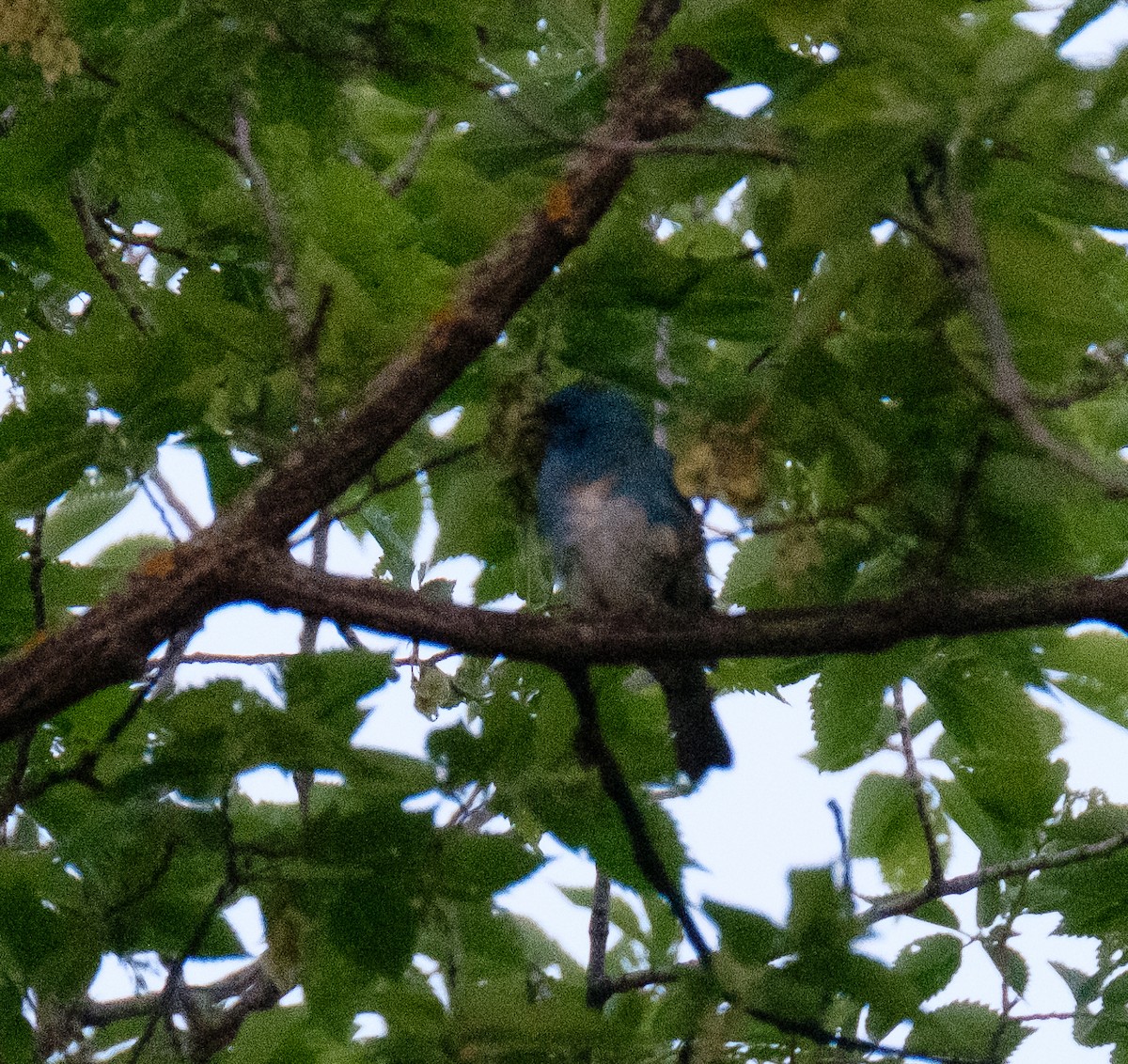 雑種 ムネアカルリノジコ ｘ ルリノジコ - ML162020891