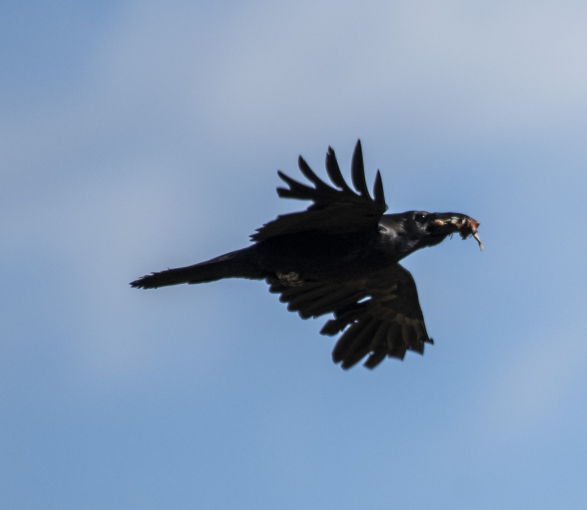 Common Raven - John Longhenry