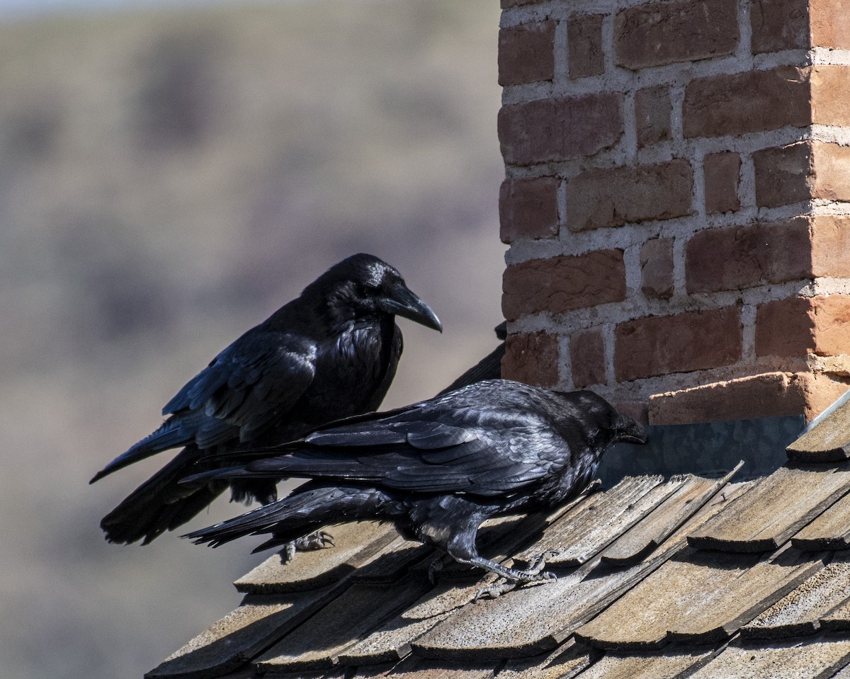 Common Raven - ML162023631