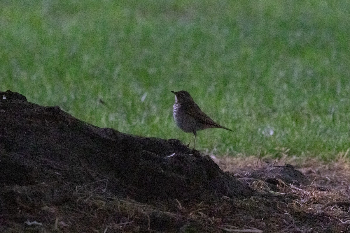 Swainson's Thrush - ML162024061