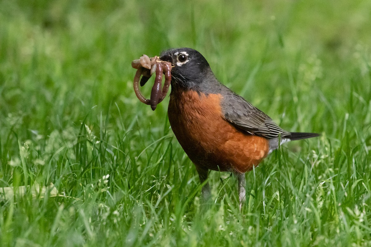 American Robin - ML162025211