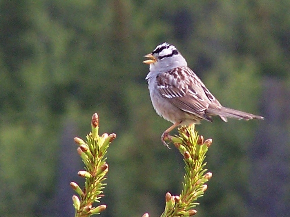 White-crowned Sparrow - ML162026671