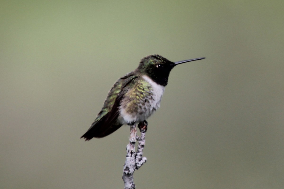 Black-chinned Hummingbird - ML162032911