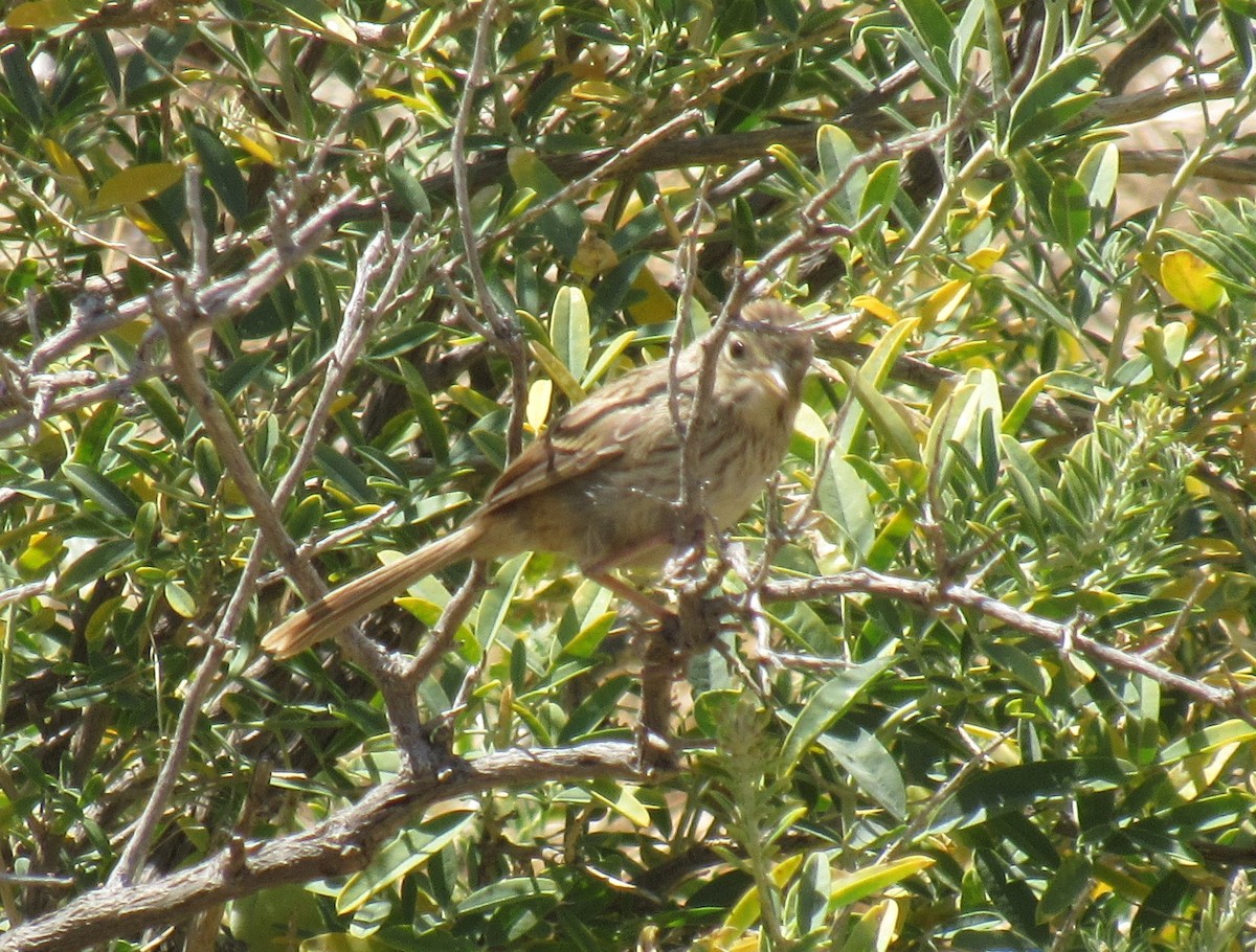 Rufous-crowned Sparrow - ML162033501