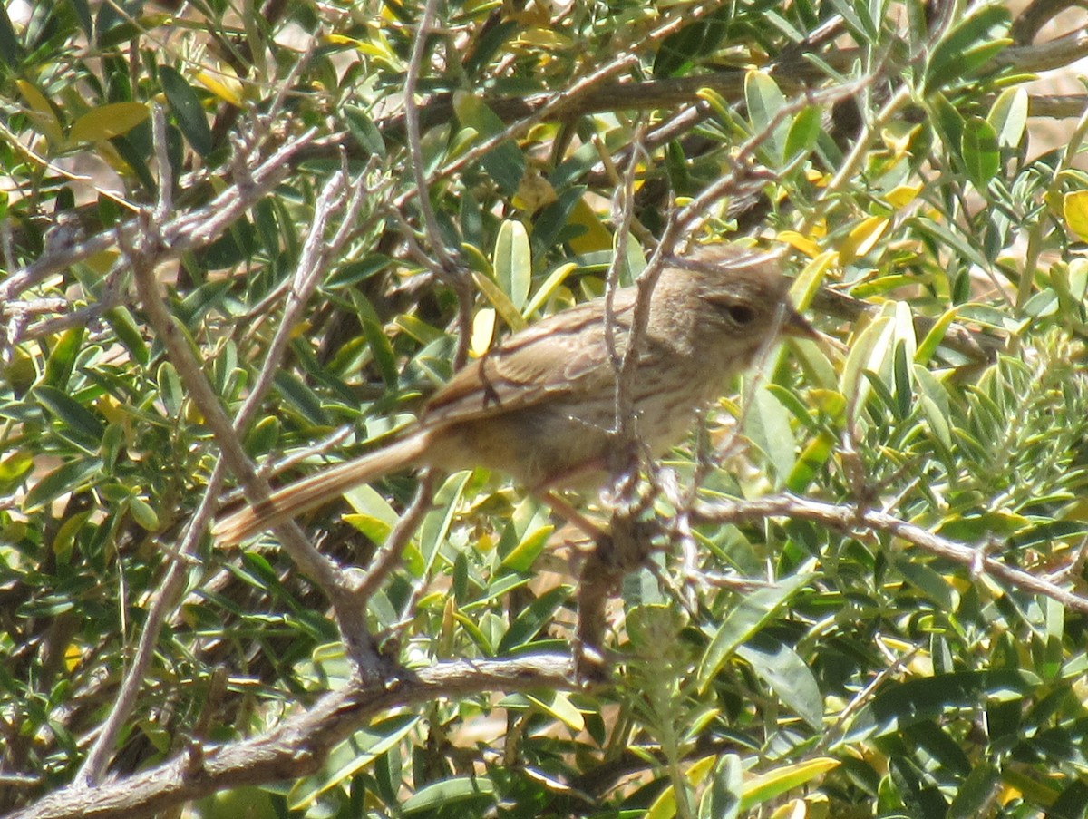Rufous-crowned Sparrow - ML162033511