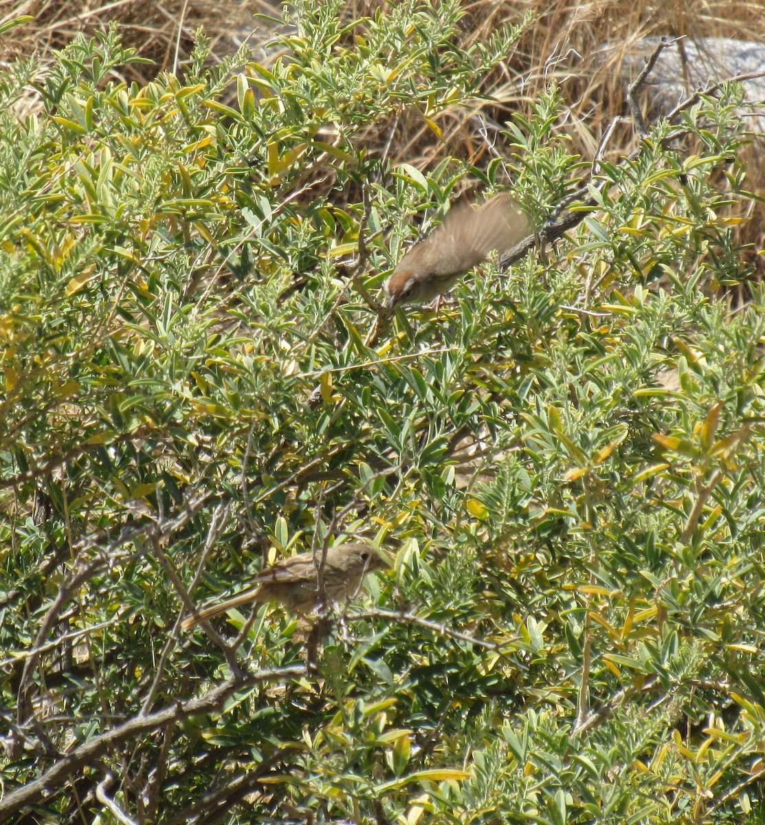 rustkronespurv - ML162033521