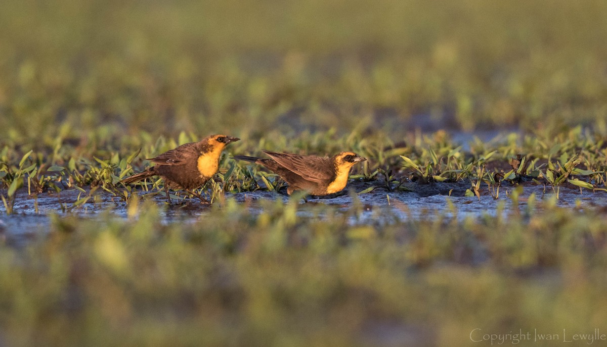 Yellow-headed Blackbird - ML162035021