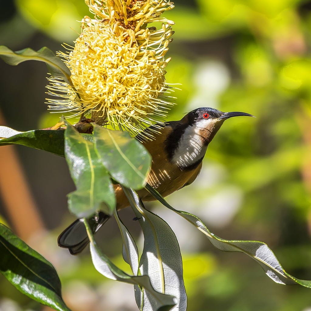 Eastern Spinebill - ML162035281