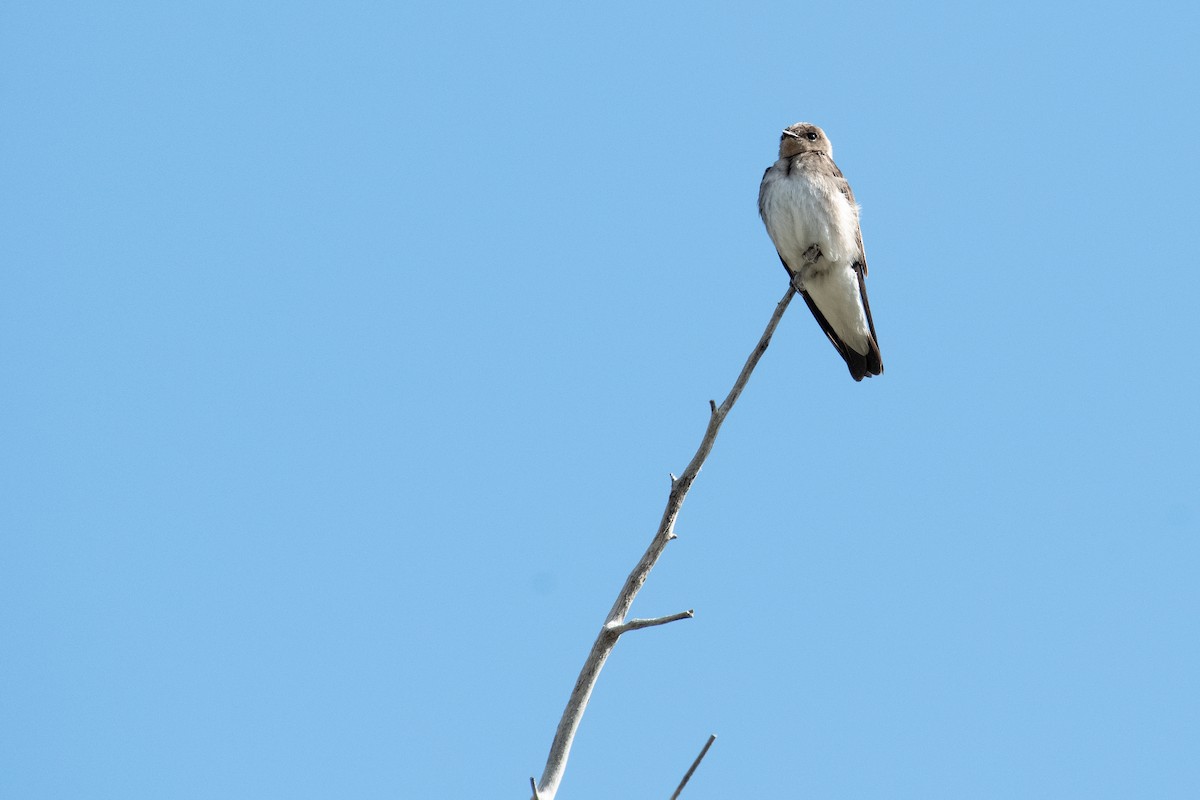 Hirondelle à ailes hérissées - ML162036111